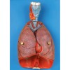 HUMAN THORACIC ORGANS (ANAT-MAGNIFIED MODEL OF LARYNX, HEART & LUNGS) (SOFT))